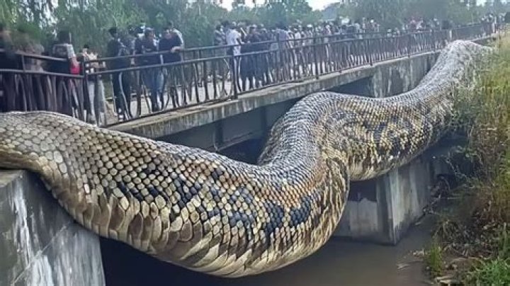Viral Tiktok Of Huge South America Snake Is Almost Definitely Ai But Still Has Shaken Up Viewers - SarkariResult